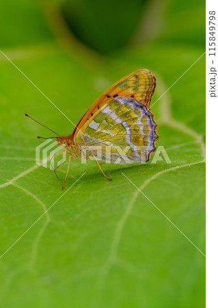 ミドリヒョウモン 115849798