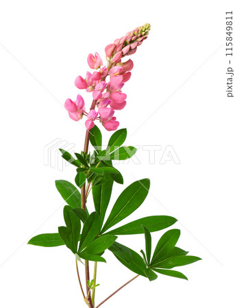 Pink lupine flower isolated on white background. Bunch of colorful lupines, spring flower. Pink lupine flower isolated on white background. Bunch of colorful lupines, spring flower. 115849811