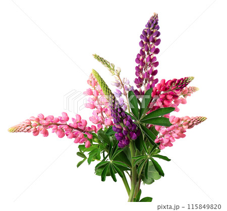 Bouquet of colorful lupine flowers, isolated on white background. Bunch of lupines, spring flower. Bouquet of colorful lupine flowers, isolated on white background. Bunch of lupines, spring flower. 115849820
