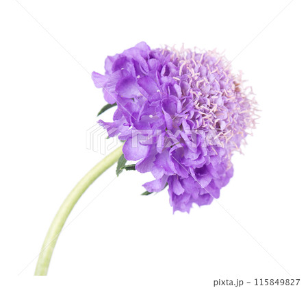 Scabious flower isolated on white background. Knautia arvensis. Purple double flower of scabiosa. Scabious flower isolated on white background. Knautia arvensis. Purple double flower of scabiosa. 115849827