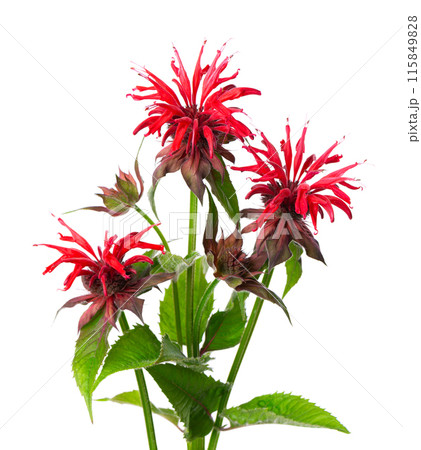 Monarda flowers isolated on a white background. Bergamot flowers. Oswego tea, scarlet beebalm. Monarda flowers isolated on a white background. Bergamot flowers. Oswego tea, scarlet beebalm. 115849828