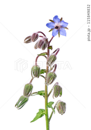 Borage flowers isolated on white background. Borago officinalis bush. Clipping path. Borage flowers isolated on white background. Borago officinalis bush. Clipping path. 115849832