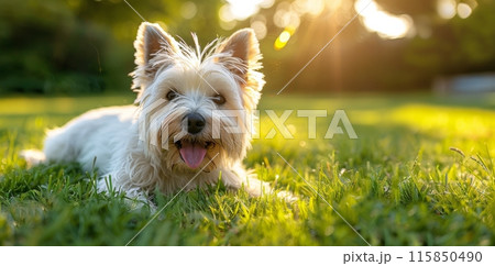 White West Highland Terrier Dog Laying in Grass at Sunset 115850490