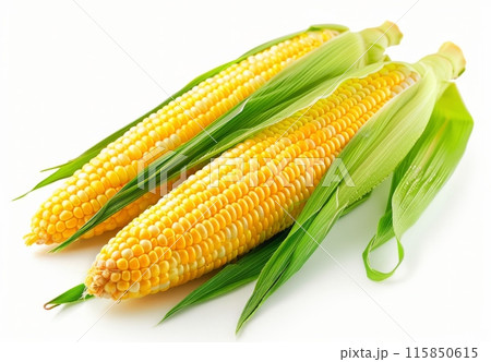 Two Fresh Yellow Corn Ears With Green Husks 115850615