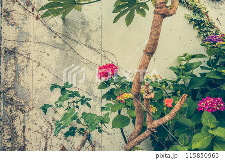 路地裏に咲くアジサイ【松本市】 115850963