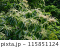 和栗の花 115851124