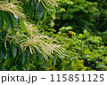 和栗の花 115851125