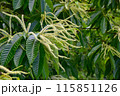 和栗の花 115851126