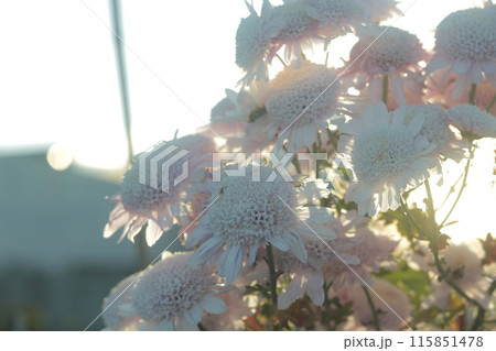 小さな菊の花が集まってい夕日に照らされている 115851478