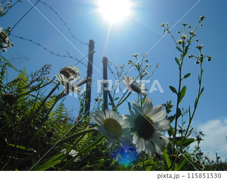 太陽に向かって咲く花 115851530