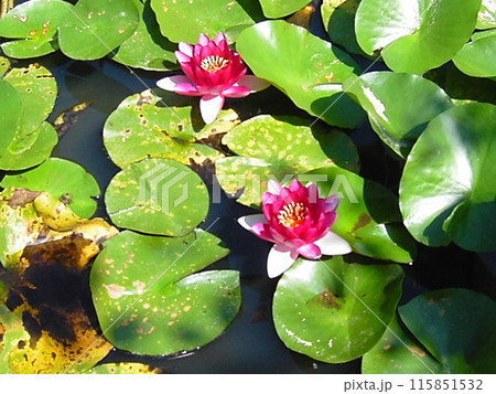水面に浮かぶ蓮の花 115851532
