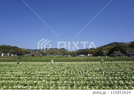 春3月緑黄色野菜高菜の収穫 春3月緑黄色野菜高菜の収穫 115851624