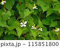 ドクダミの花 115851800