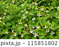 ドクダミの花 115851802