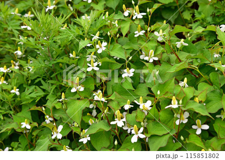 ドクダミの花 ドクダミの花 115851802