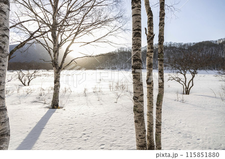 雪が積もった戦場ヶ原 115851880