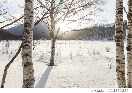 雪が積もった戦場ヶ原 115851882