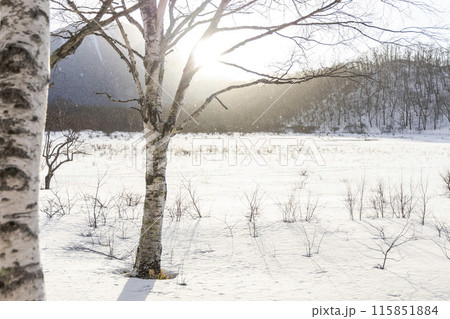 雪が積もった戦場ヶ原 115851884