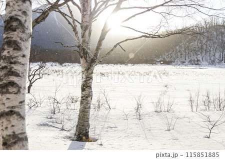 雪が積もった戦場ヶ原 115851885