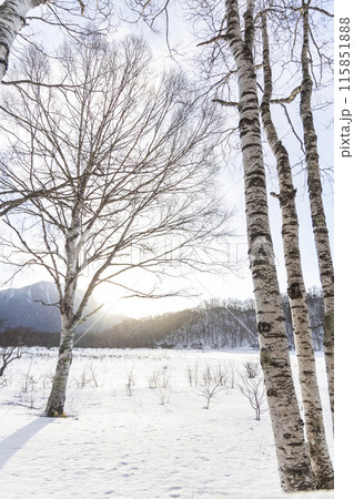 雪が積もった戦場ヶ原 115851888