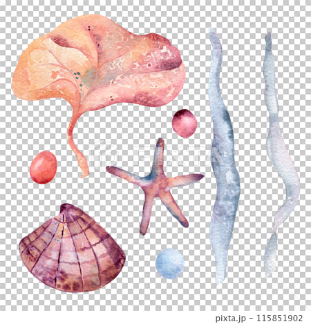 Variety of sea life elements as a starfish, seashell, seaweed, and stones in watercolor. Underwater set hand drawn illustration in a vibrant palette of pinks and blues. Colorful marine life clipart Variety of sea life elements as a starfish, seashell, seaweed, and stones in watercolor. Underwater set hand drawn illustration in a vibrant palette of pinks and blues. Colorful marine life clipart 115851902
