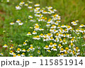 カモミールの花 115851914