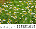 カモミールの花 115851915