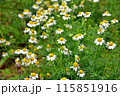 カモミールの花 115851916