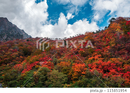 谷川岳の紅葉 115851954