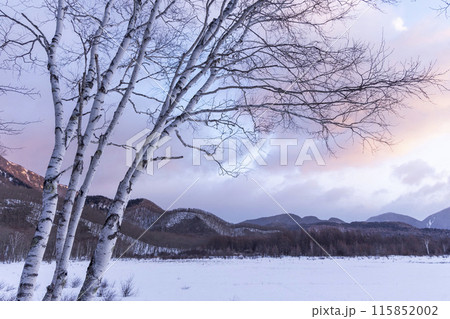 雪が積もった戦場ヶ原を歩く 雪が積もった戦場ヶ原を歩く 115852002