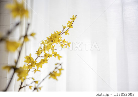 黄色いレンギョウの花 黄色いレンギョウの花 115852008