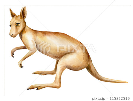 kangaroo Australian animal watercolor isolated on white background, realistic drawing cute animals. Australian kangaroo 115852519