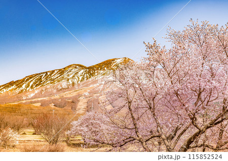 秋田駒ヶ岳と山桜 115852524