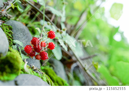 野いちご、木いちご 野いちご、木いちご 115852555