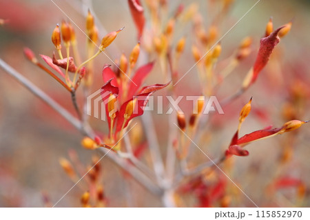 ドウダンツツジ 115852970