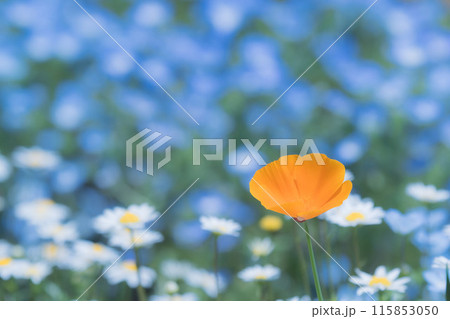 ハナビシソウと花々 115853050