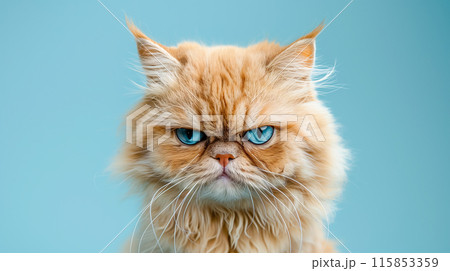 A cute Persian cat with an angry expression looking at the camera on a blue studio background. Funny animals concept. A cute Persian cat with an angry expression looking at the camera on a blue studio background. Funny animals concept. 115853359