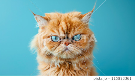 A cute Persian cat with an angry expression looking at the camera on a blue studio background. Funny animals concept. A cute Persian cat with an angry expression looking at the camera on a blue studio background. Funny animals concept. 115853361