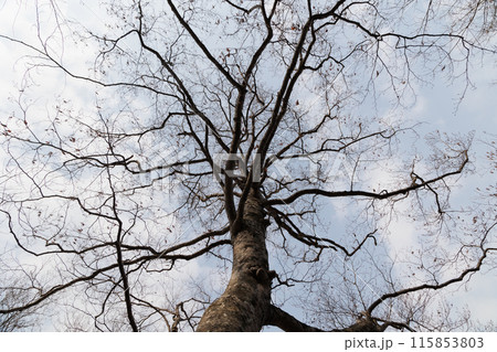 十和田湖の湖畔に立つ枯木(青森県) 十和田湖の湖畔に立つ枯木(青森県) 115853803