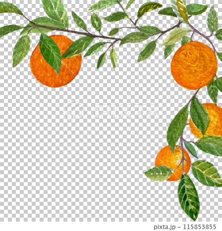 Orange fruit branch with leafs watercolor corner frame isolated on white. High quality hand drawn art for food design, packages, restaurant menu, cards, natural organic food, label, logo and decor 115853855