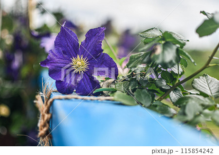 紫の花 紫の花 115854242