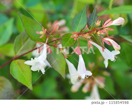 アベリア 115854598