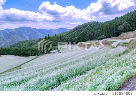 島ヶ峰のそば畑 115854802
