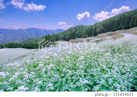 島ヶ峰のそば畑 島ヶ峰のそば畑 115854815