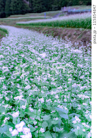 島ヶ峰のそば畑 115854847