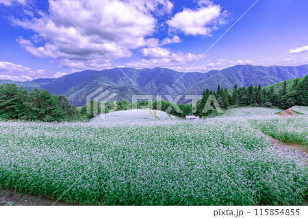 島ヶ峰のそば畑 島ヶ峰のそば畑 115854855