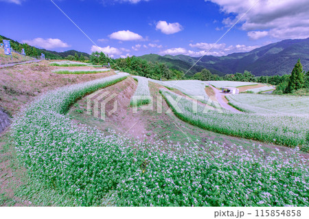島ヶ峰のそば畑 115854858