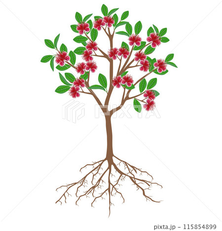 Flowering feijoa tree with roots on a white background. 115854899