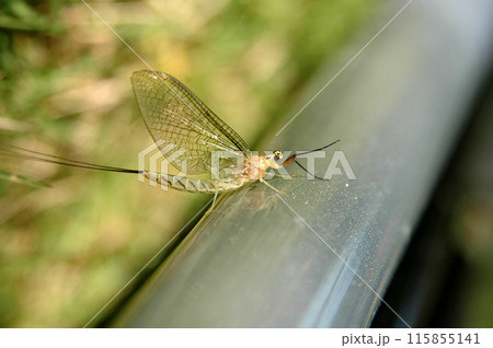 釣り竿に止ったフタスジモンカゲロウの幼虫 釣り竿に止ったフタスジモンカゲロウの幼虫 115855141