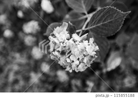 紫陽花が綺麗 115855188